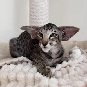Milo-Striking Spotted Silver Tabby Oriental Shorthair with Emerald Eyes