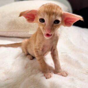 Lyra-Expressive Orange Tabby Oriental Shorthair with Elf-Like Ears
