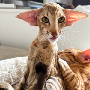 Nala-Whimsical Ticked Cinnamon Oriental Shorthair with Elf-Like Ears