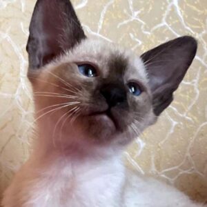 Nova-Breathtaking Seal Point Oriental Shorthair with Sapphire Eyes