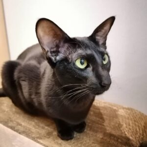 Mochi-Sleek Solid Ebony Oriental Shorthair with Luminous Green Eyes