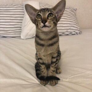 Coco-Majestic Brown Spotted Tabby Oriental Shorthair with Green Eyes