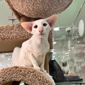 Havana-Majestic Pure White Oriental Shorthair with Green Eyes