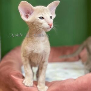 Apollo – Breathtaking Cream Tabby Oriental Shorthair Kitten