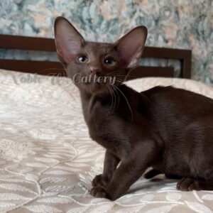 Luna – Regal Solid Chestnut Oriental Shorthair Kitten