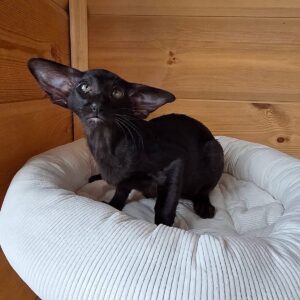 Onyx – Breathtaking Solid Ebony Oriental Shorthair Kitten