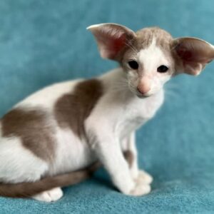 Pixie – Unique Bi-Color Fawn & White Oriental Shorthair Kitten