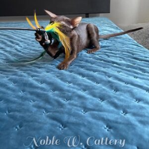 Java – High-Energy Solid Espresso Oriental Shorthair Kitten