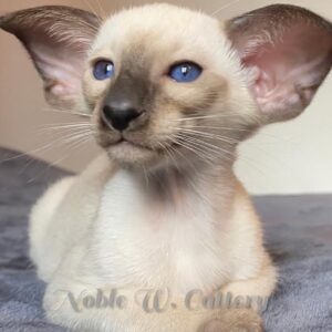 Rigel – Breathtaking Pointed Oriental Shorthair Kitten with Deep Blue Eyes