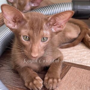 Chai – Rare Solid Chocolate/Cinnamon Oriental Shorthair Male