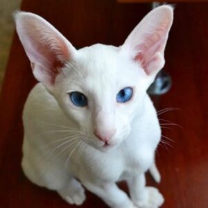 Nova – Sleek Pure White Oriental Shorthair Female