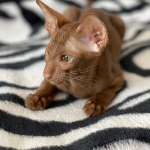 Pharaoh – Regal Chestnut Oriental Shorthair with Striking Green Eyes
